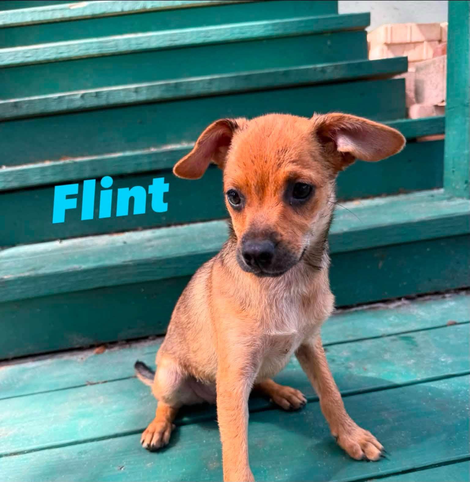Flint, Adoptable, Puppy Male Australian Shepherd & Chihuahua.