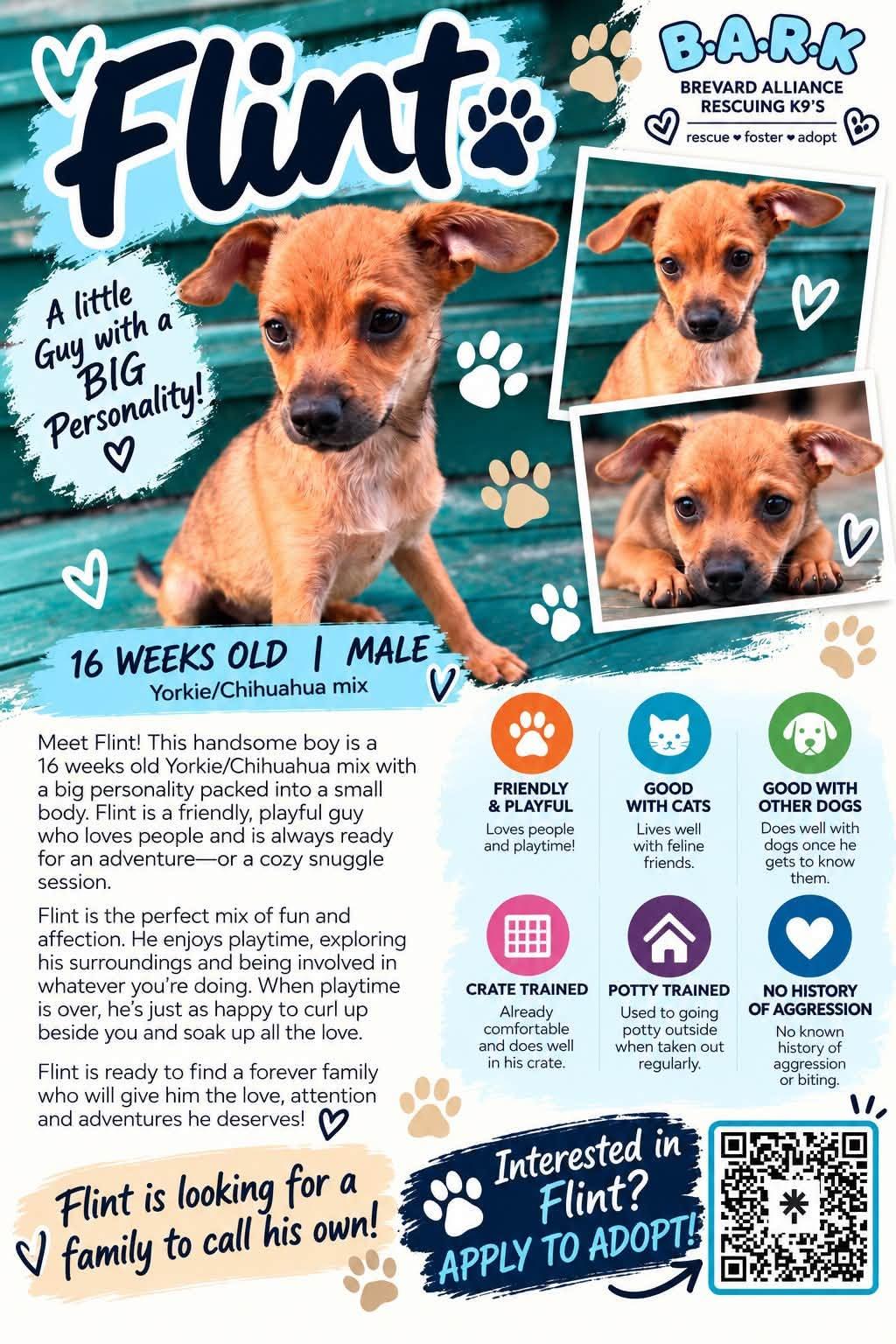 Enlarge Flint, a Adoptable mixed breed in Palm Bay, FL image 4/4