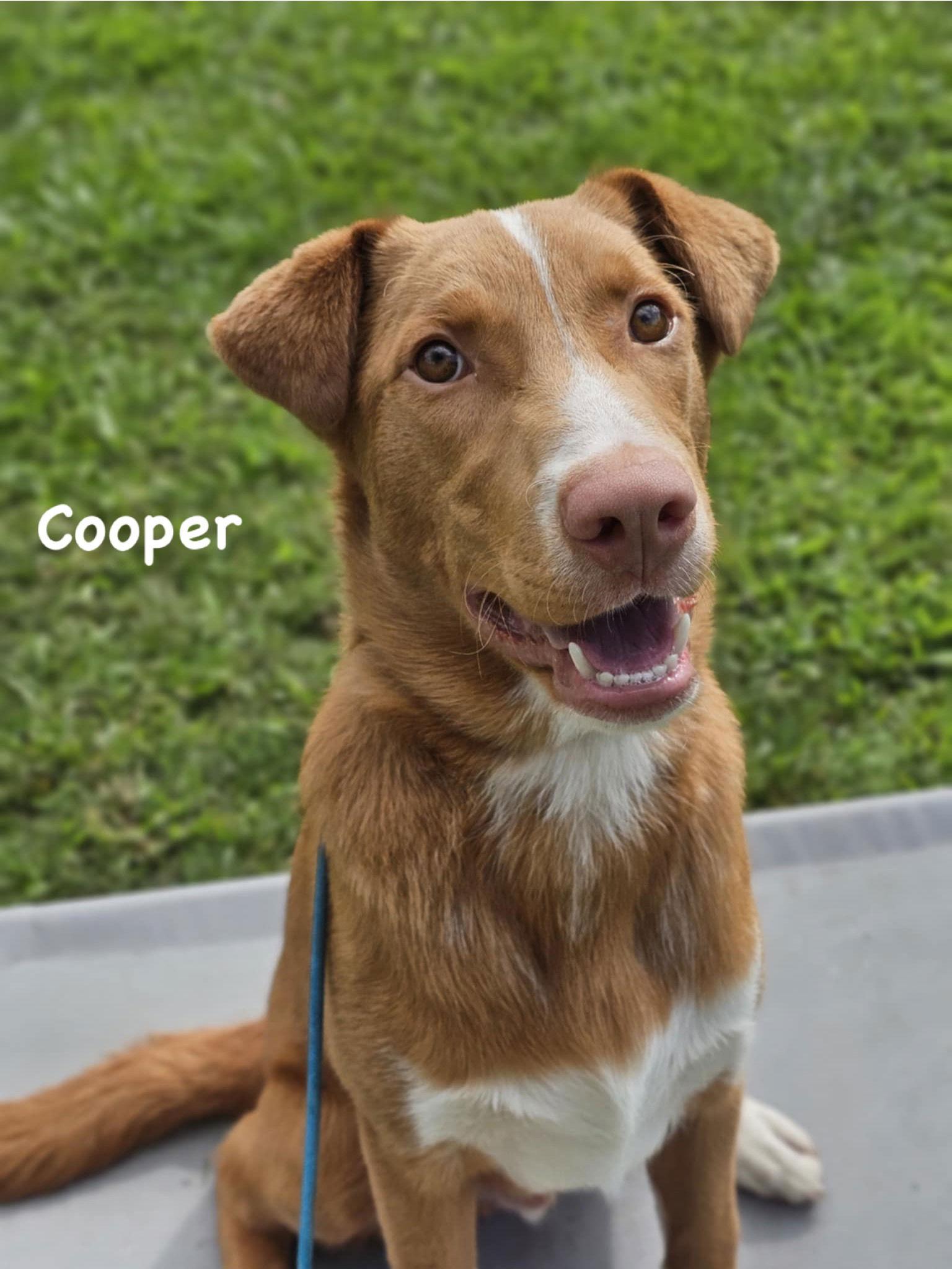 Cooper, Adoptable, Puppy Male Mixed Breed.