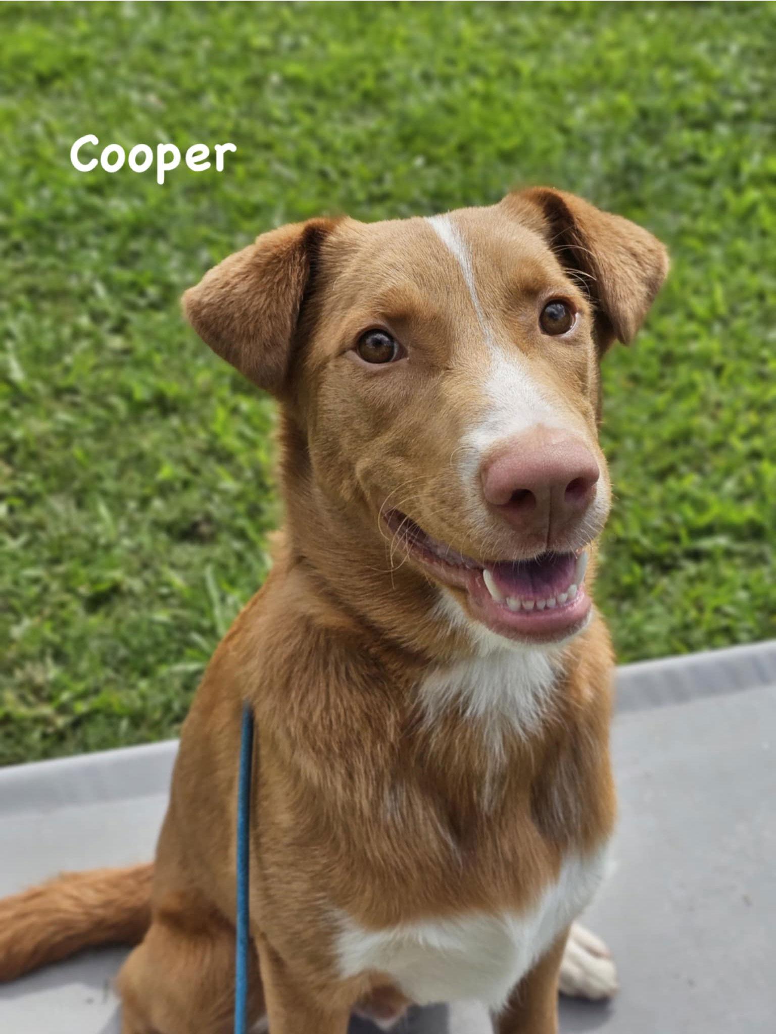 Cooper, a Adoptable Mixed Breed in Ridgefield, CT image 2/3
