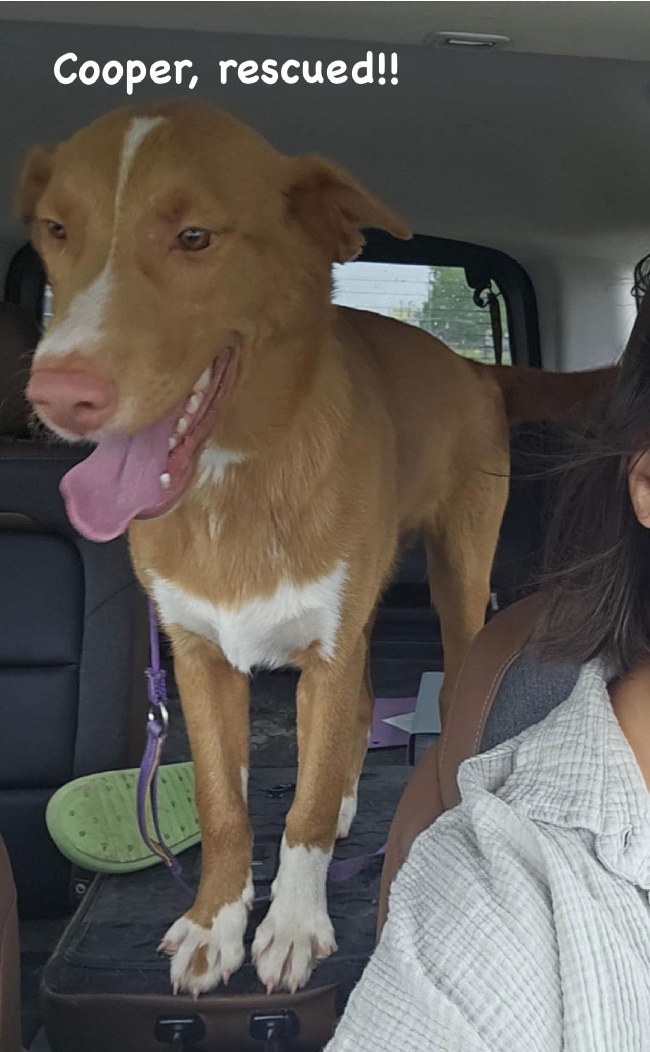 Cooper, a Adoptable Mixed Breed in Ridgefield, CT image 3/3