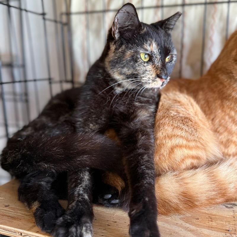 Sammie, Adoptable, Young Female Domestic Short Hair.