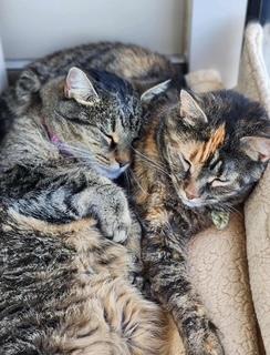 Hanna, a Adoptable Domestic Short Hair in Sterling, VA image 2/6