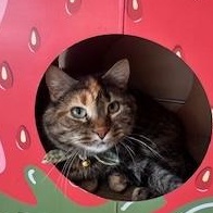 Hanna, Adoptable, Adult Female Domestic Short Hair.