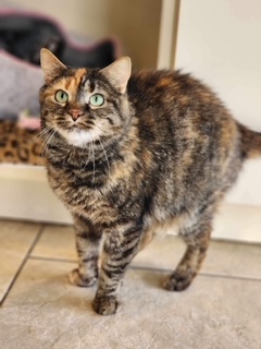 Hanna, a Adoptable Domestic Short Hair in Sterling, VA image 5/6