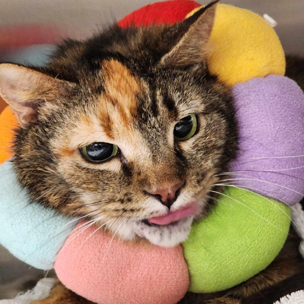 Hanna, a Adoptable Domestic Short Hair in Sterling, VA image 4/6