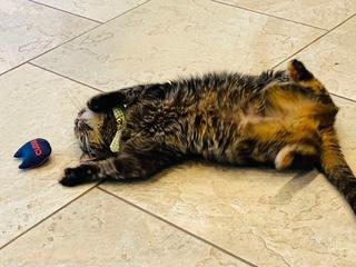 Hanna, a Adoptable Domestic Short Hair in Sterling, VA image 3/6