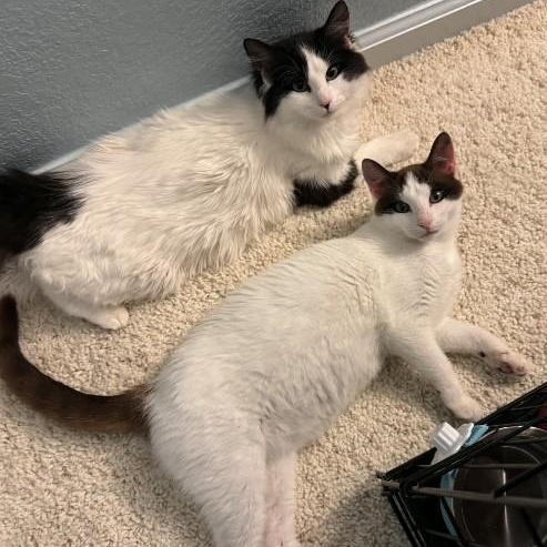 Enlarge Cassidy O'Brien , a ADOPTABLE mixed breed in Sacramento, CA image 4/6