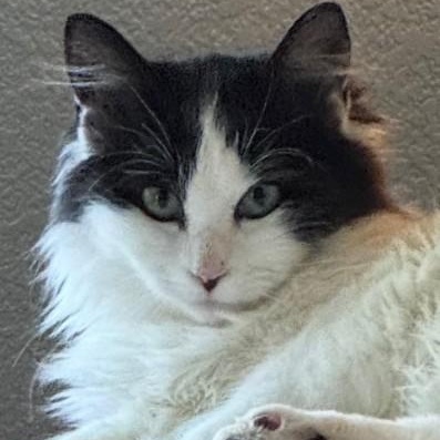 Enlarge Cassidy O'Brien , a ADOPTABLE mixed breed in Sacramento, CA image 6/6