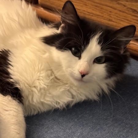 Cassidy O'Brien , ADOPTABLE, Kitten Female Domestic Long Hair & Snowshoe.