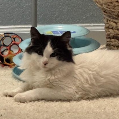 Enlarge Cassidy O'Brien , a ADOPTABLE mixed breed in Sacramento, CA image 3/6