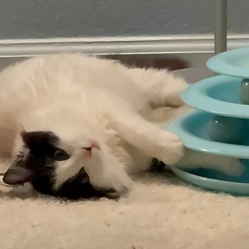 Enlarge Cassidy O'Brien , a ADOPTABLE mixed breed in Sacramento, CA image 2/6