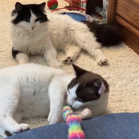 Enlarge Cassidy O'Brien , a ADOPTABLE mixed breed in Sacramento, CA image 5/6