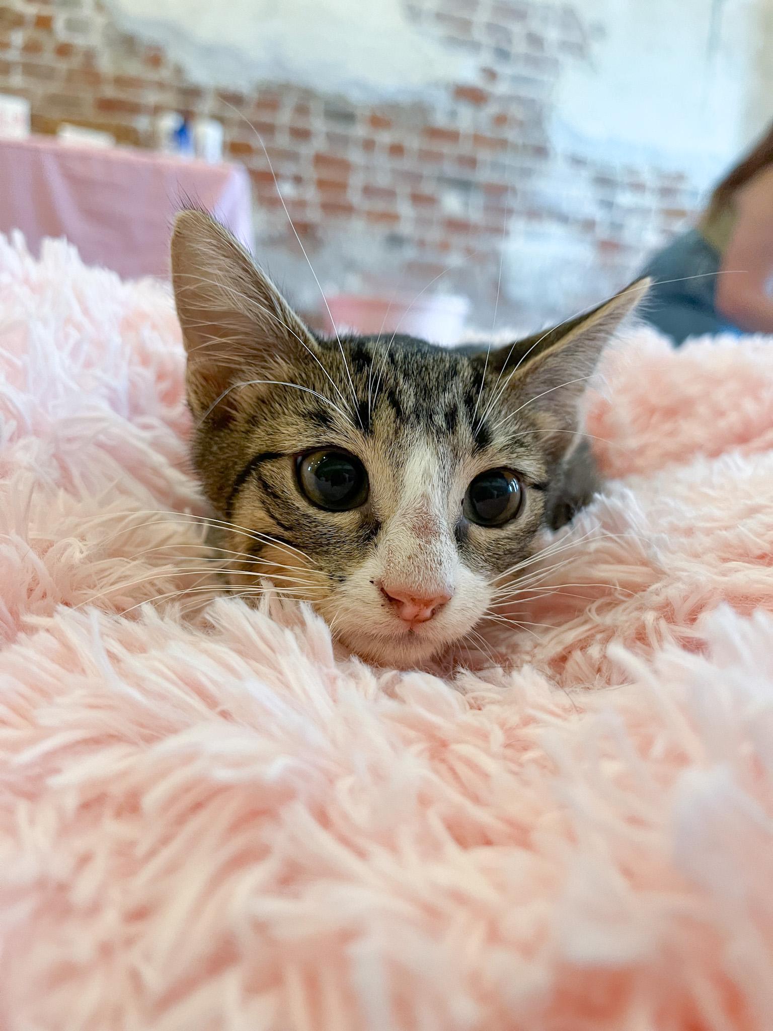 Cat for adoption - Franz, a Tabby in New Orleans, LA | Petfinder