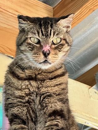 Enlarge Winslow, a Adoptable Domestic Short Hair in Marathon , FL image 1/1