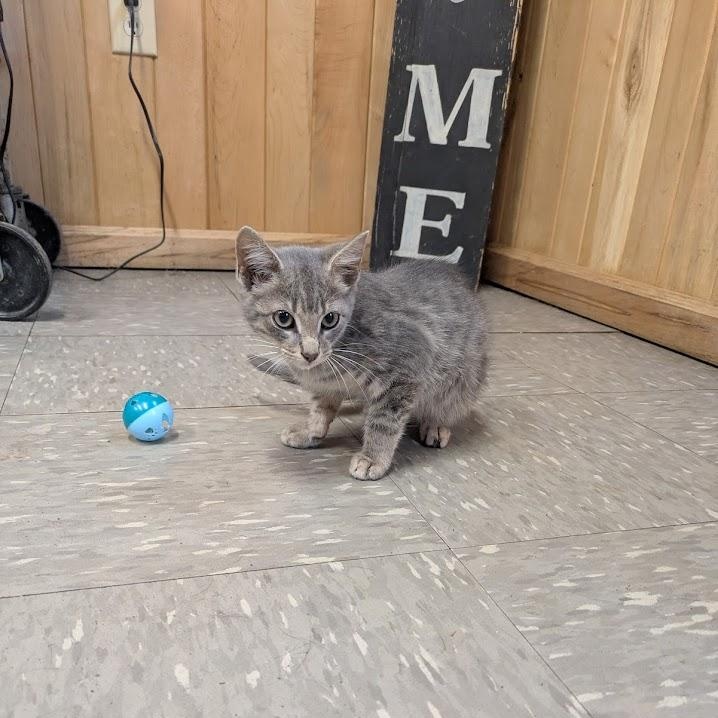 Enlarge Lightning, a Adoptable Domestic Short Hair in Covington, VA image 2/2