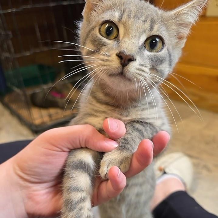 Lightning, Adoptable, Kitten Male Domestic Short Hair.
