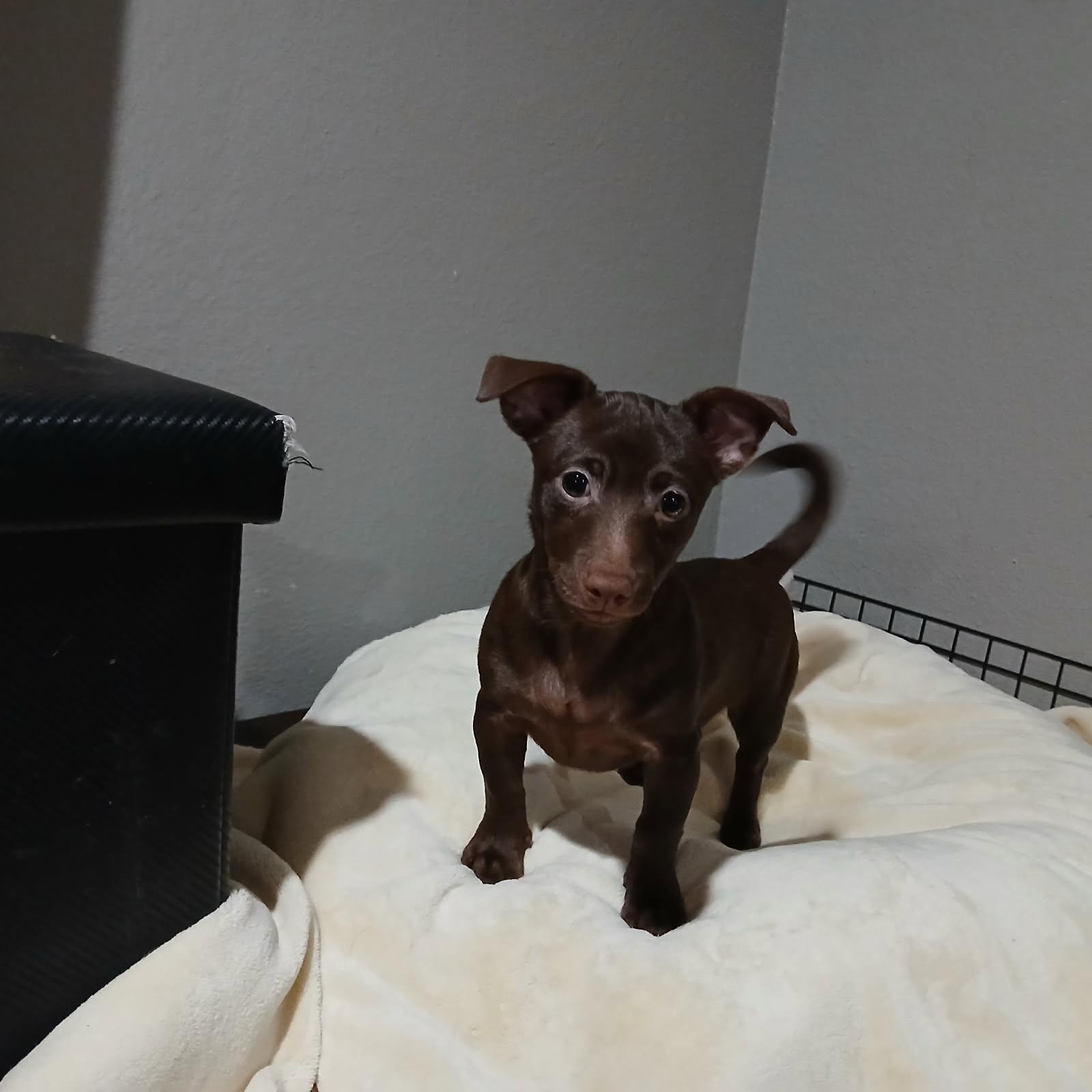 Prince