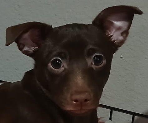 Prince