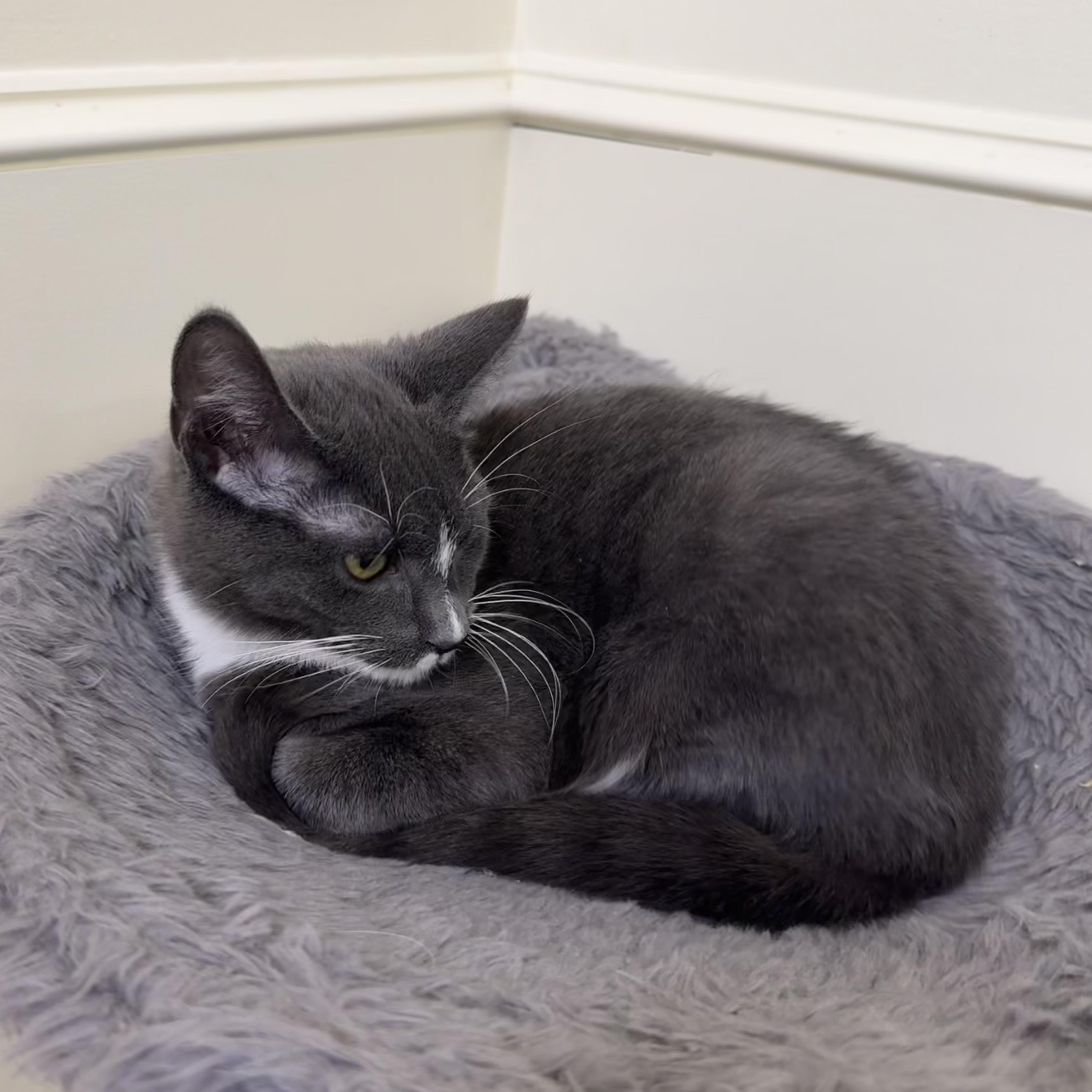 Rover, a Adoptable Tuxedo in East Northport, NY image 3/4