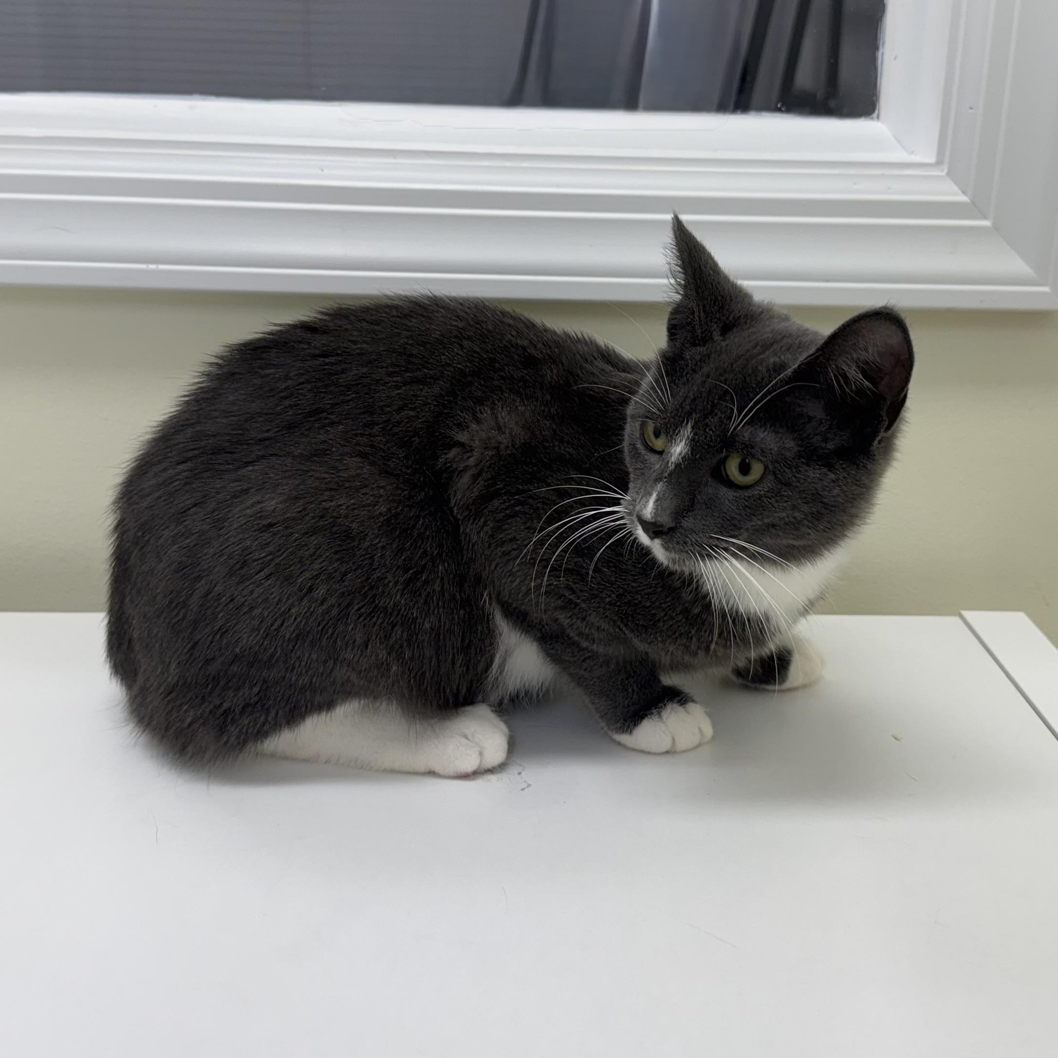 Rover, a Adoptable Tuxedo in East Northport, NY image 4/4