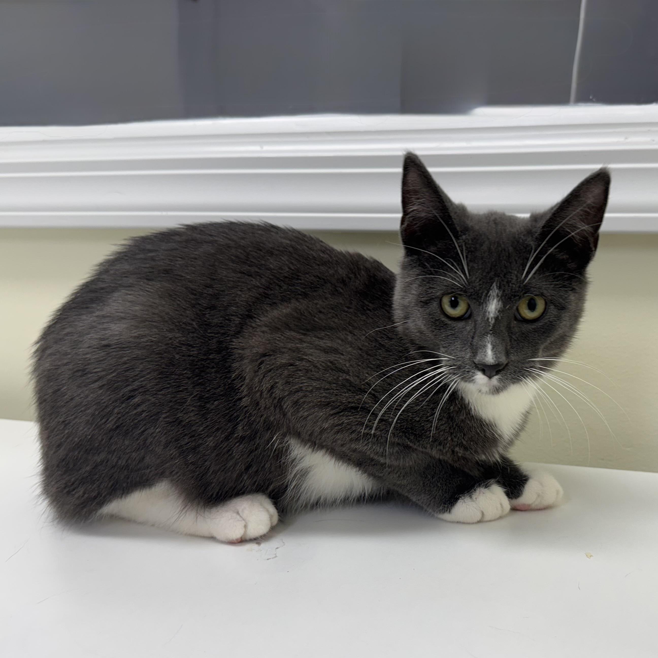 Rover, a Adoptable Tuxedo in East Northport, NY image 2/4