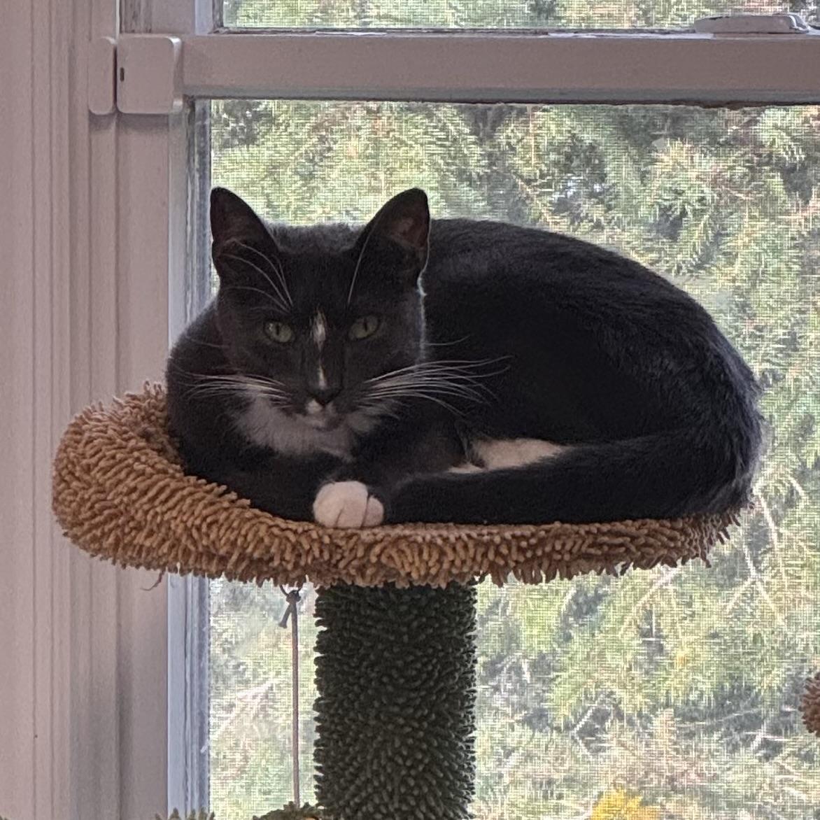 Rover, Adoptable, Young Male Tuxedo.