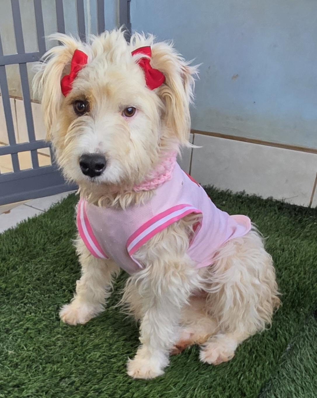Blanka, ADOPTABLE, Young Female Maltipoo.