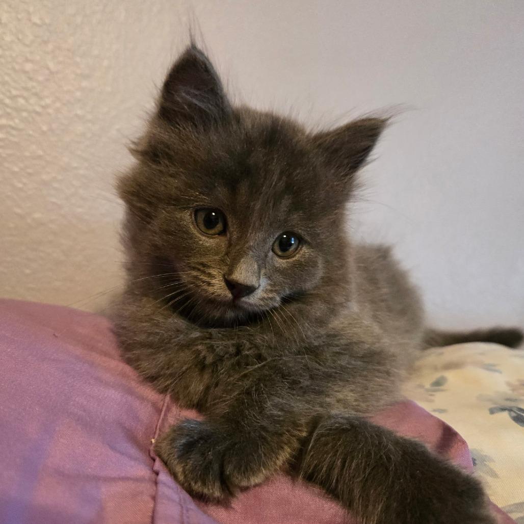 Artemis, Adoptable, Kitten Male Maine Coon.