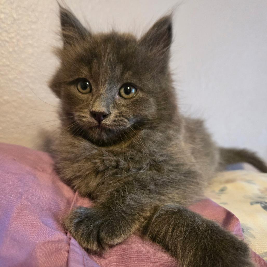Enlarge Artemis, a Adoptable Maine Coon in Calimesa, CA image 2/3