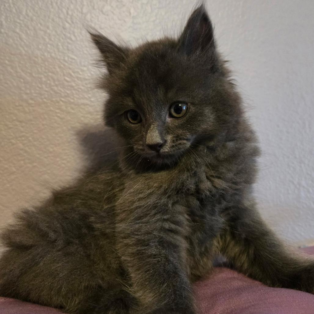 Enlarge Artemis, a Adoptable Maine Coon in Calimesa, CA image 3/3