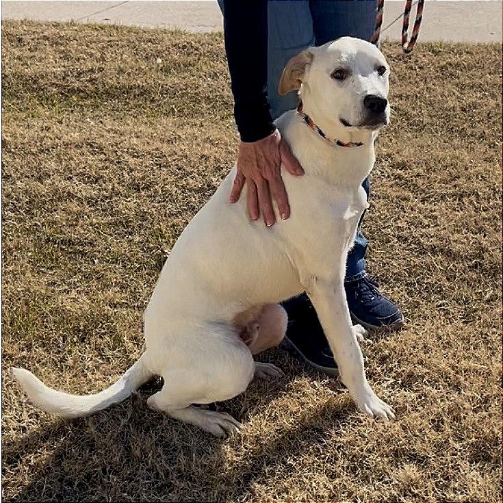 Enlarge Lenny, a Adoptable mixed breed in Denison, TX image 1/4