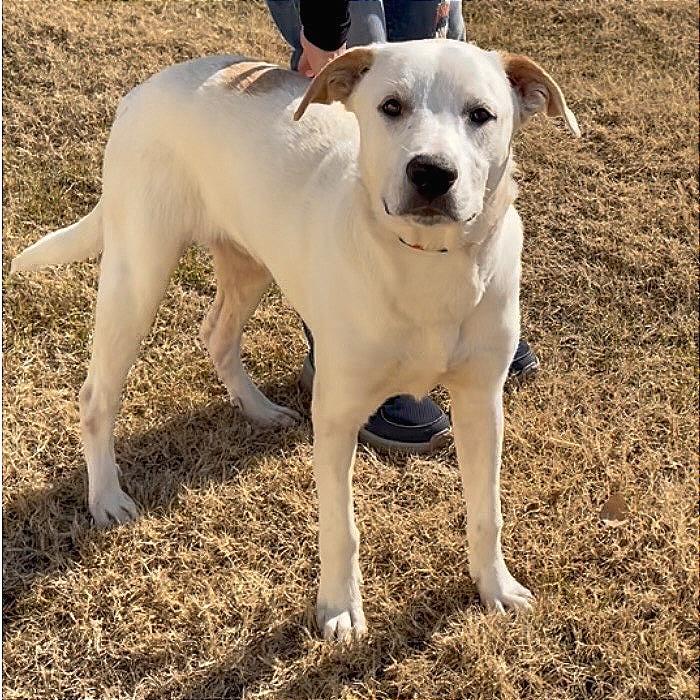 Enlarge Lenny, a Adoptable mixed breed in Denison, TX image 2/4