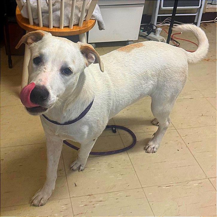 Enlarge Lenny, a Adoptable mixed breed in Denison, TX image 3/4