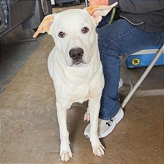 Enlarge Lenny, a Adoptable mixed breed in Denison, TX image 4/4