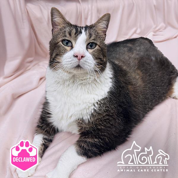 GINGERBREAD, Adoptable, Adult Male Domestic Short Hair.