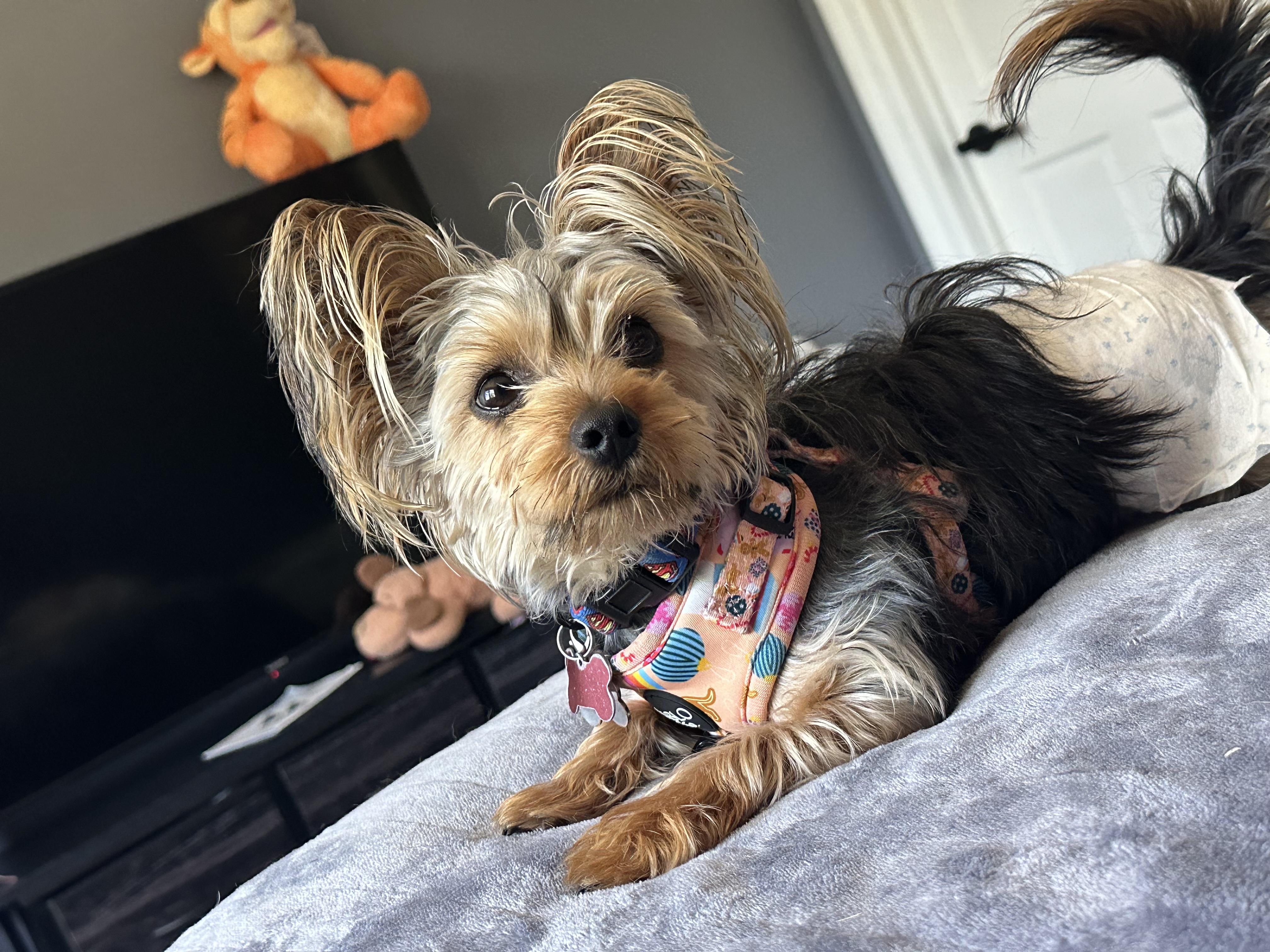 Benji, a Adopted Yorkshire Terrier in Fresh Meadows, NY image 1/5