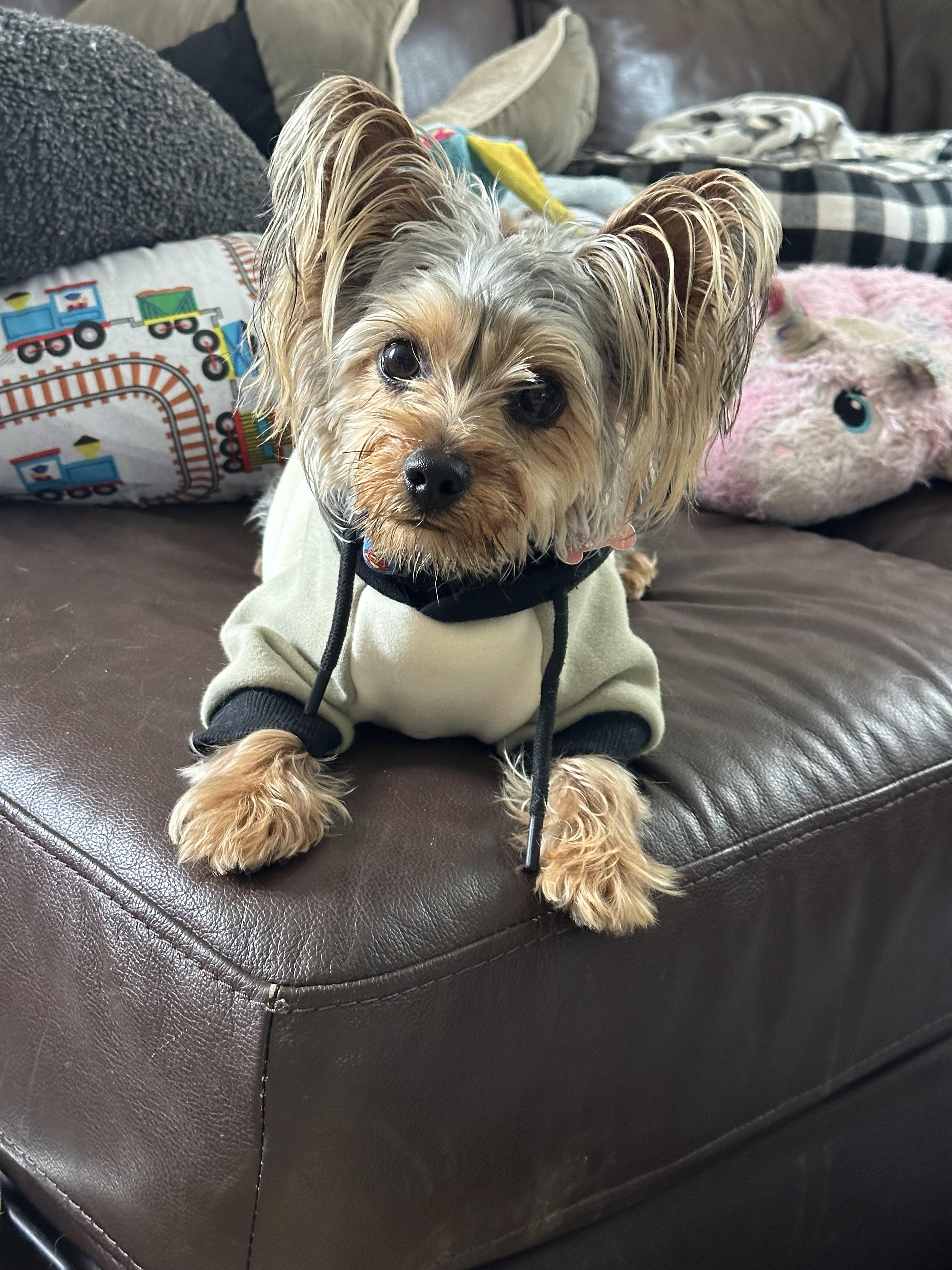Benji, a Adopted Yorkshire Terrier in Fresh Meadows, NY image 2/5