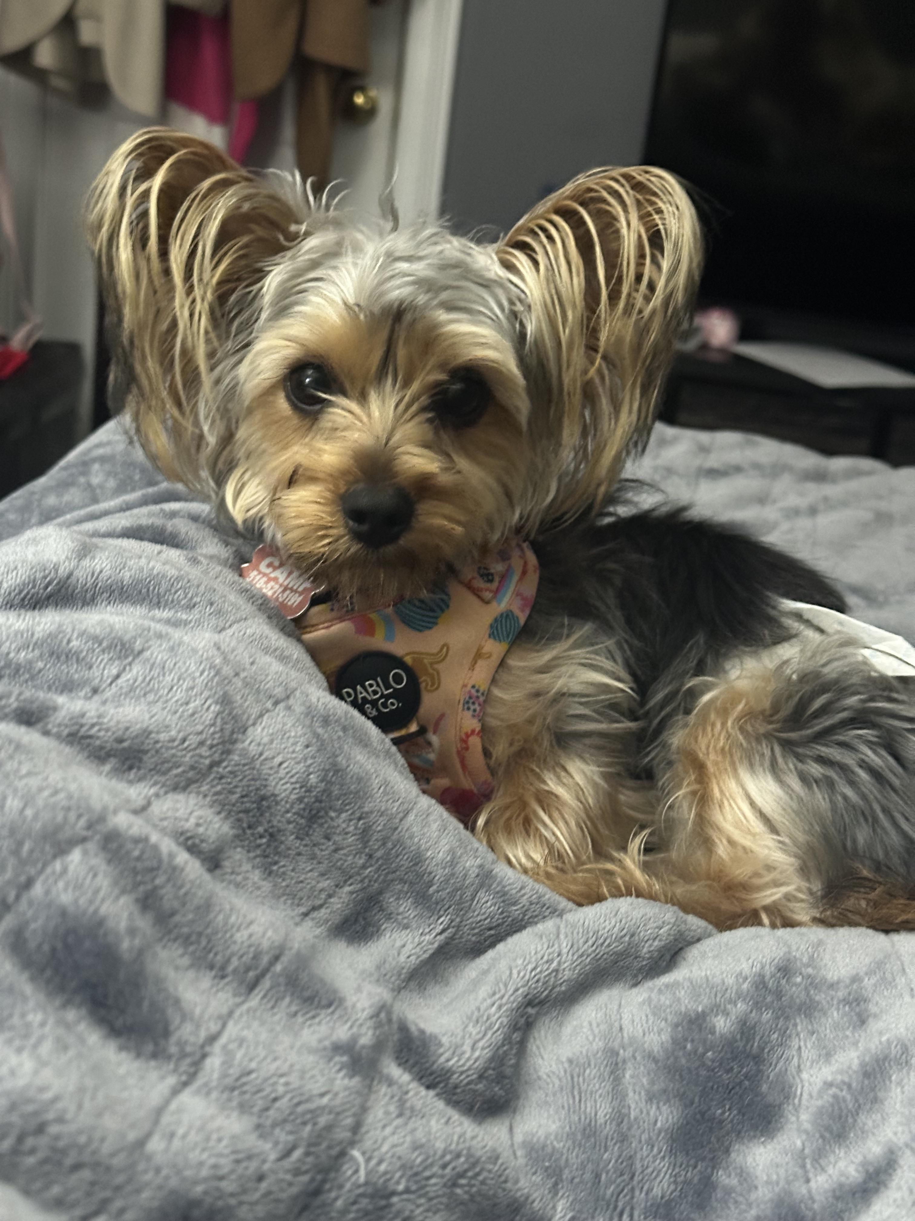 Benji, a Adopted Yorkshire Terrier in Fresh Meadows, NY image 3/5