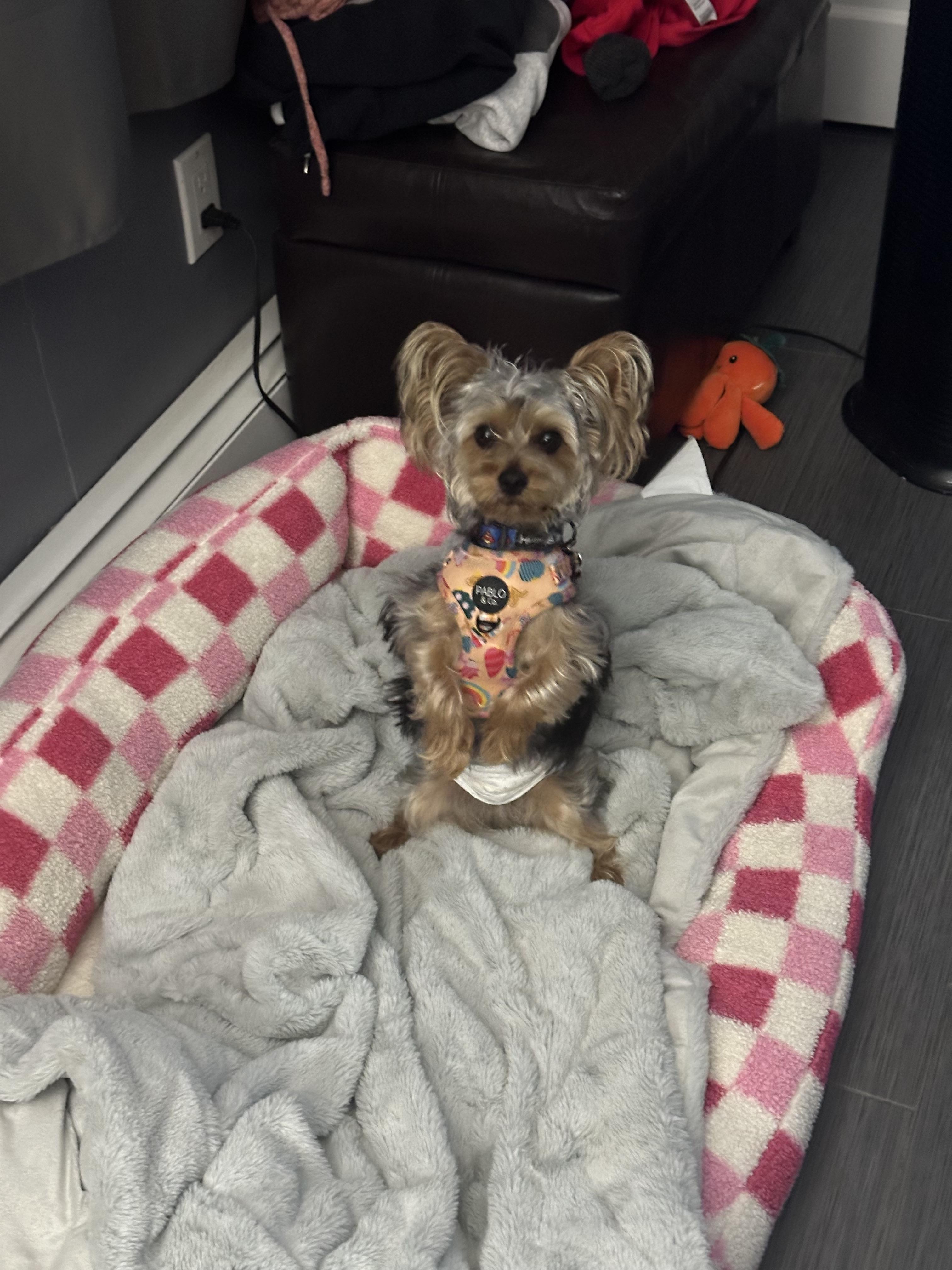 Benji, a Adopted Yorkshire Terrier in Fresh Meadows, NY image 4/5