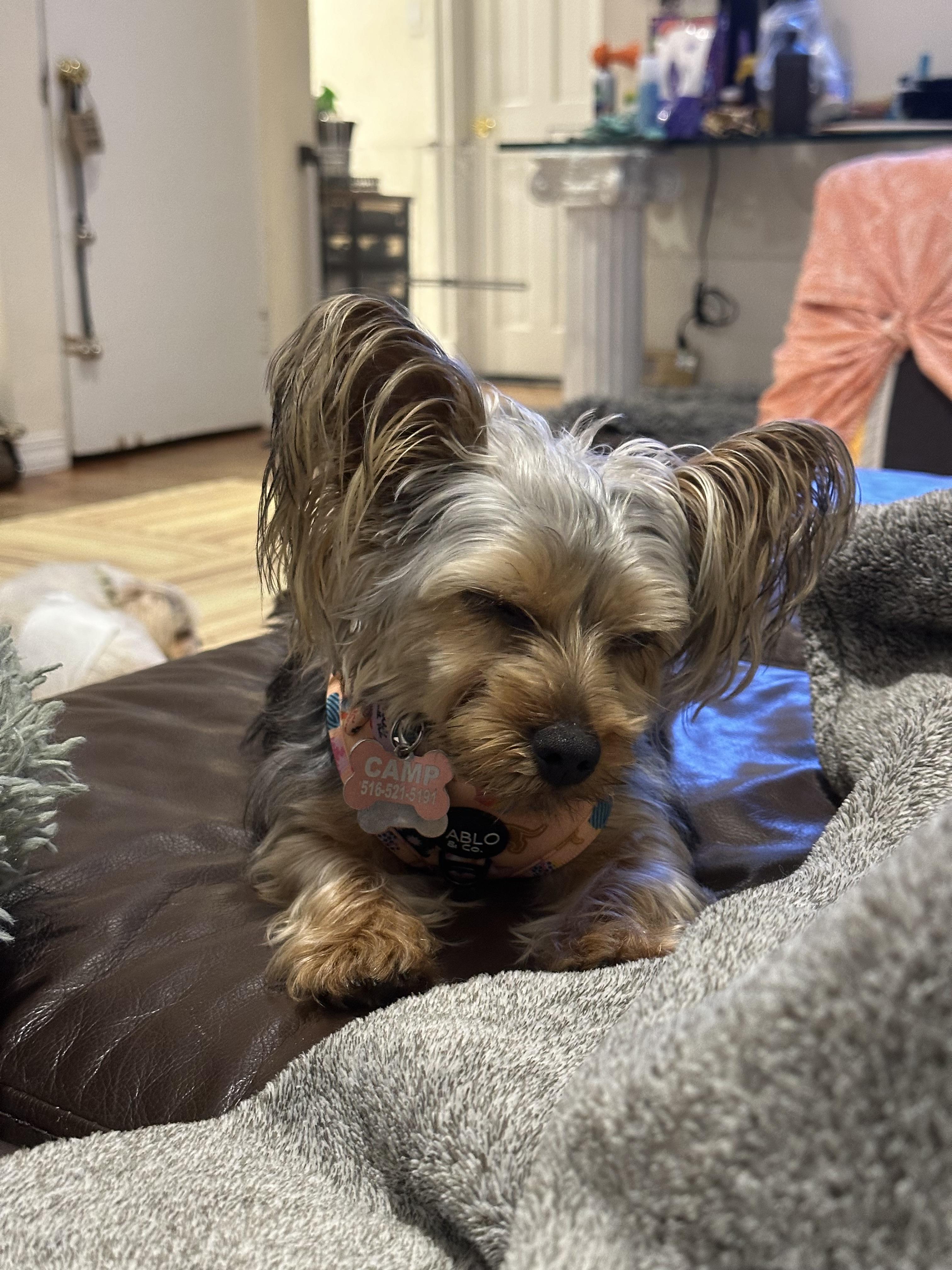 Benji, a Adopted Yorkshire Terrier in Fresh Meadows, NY image 5/5