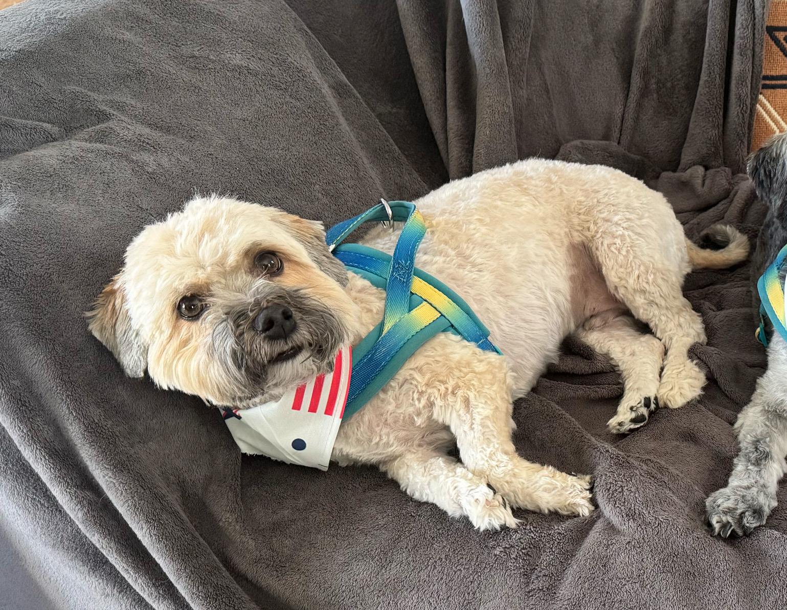 Benji, a ADOPTABLE mixed breed in Shawnee Mission, KS image 2/2