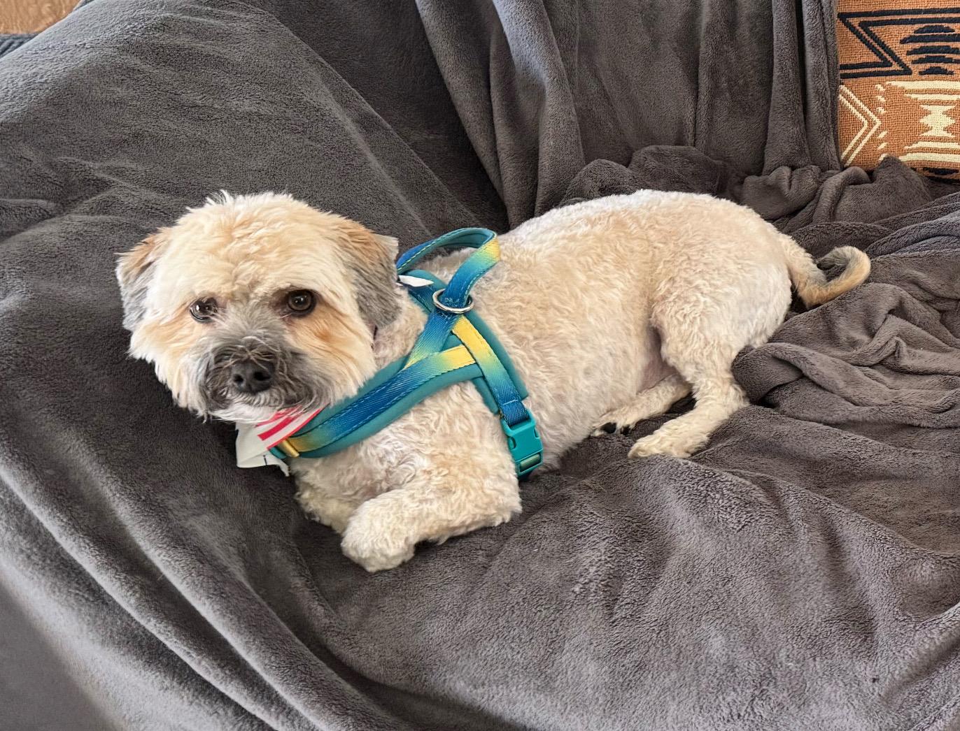 Benji, a ADOPTABLE mixed breed in Shawnee Mission, KS image 1/2