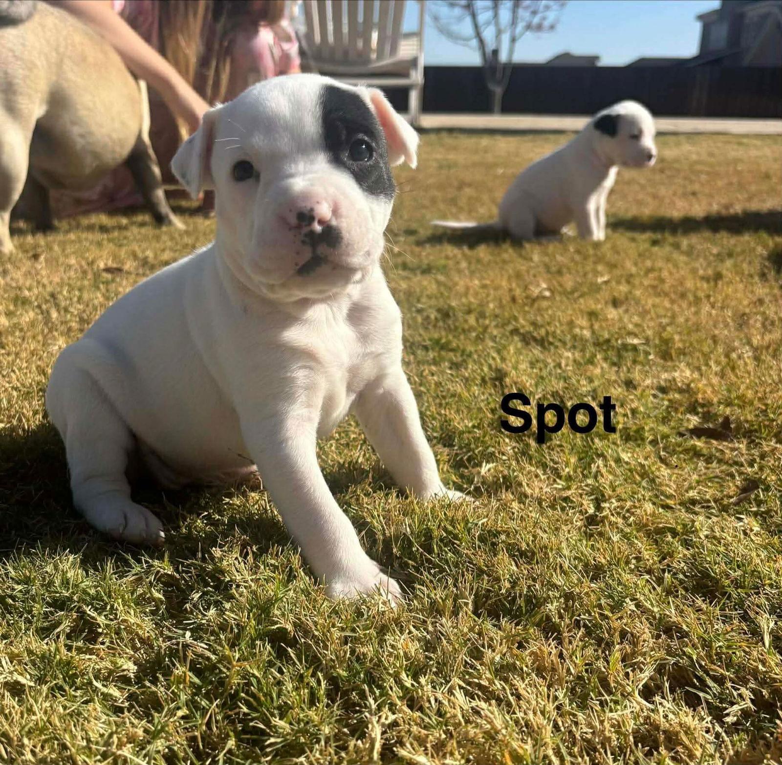 Spot, Adoptable, Puppy Male Collie & American Staffordshire Terrier.