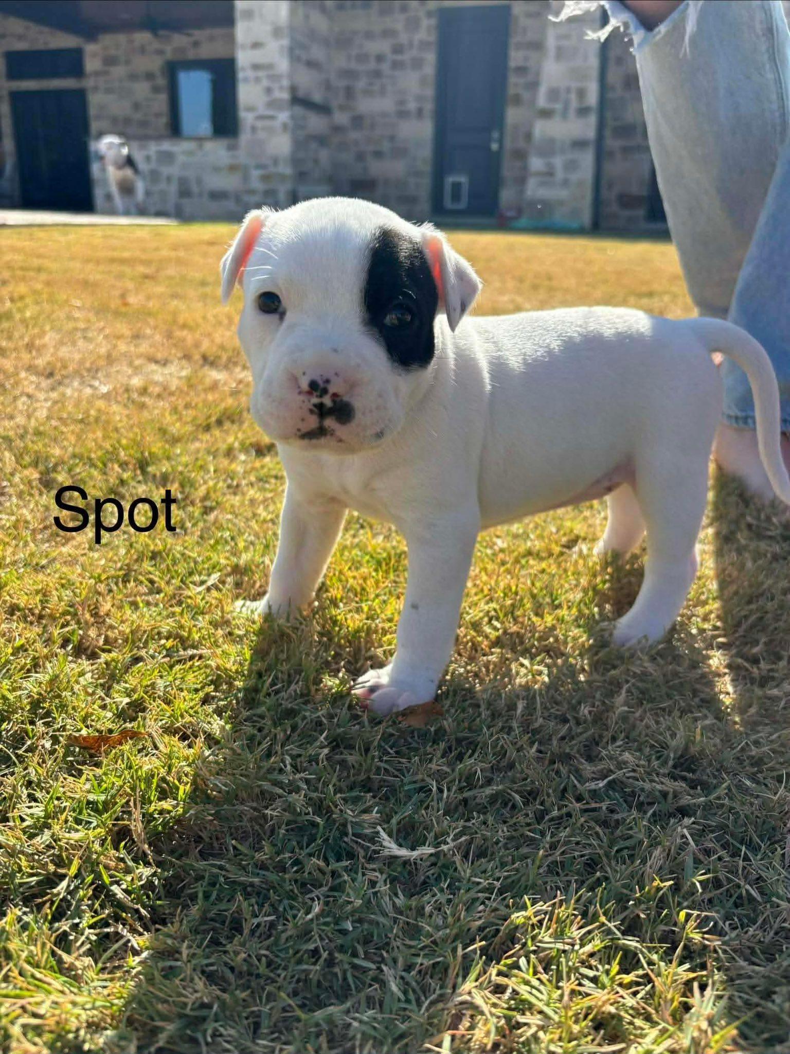 Enlarge Spot, a Adoptable mixed breed in Dallas, TX image 2/3