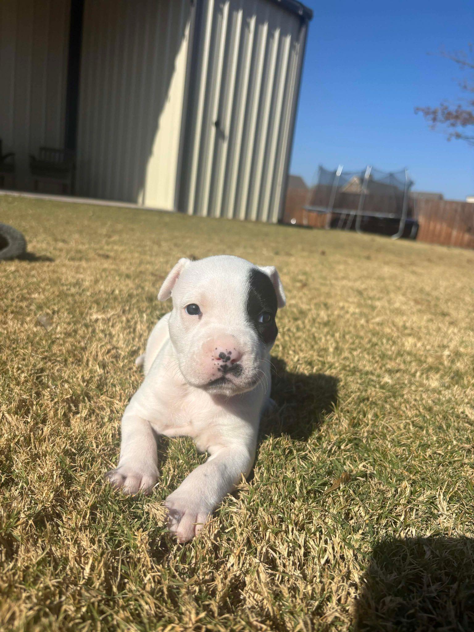 Enlarge Spot, a Adoptable mixed breed in Dallas, TX image 3/3