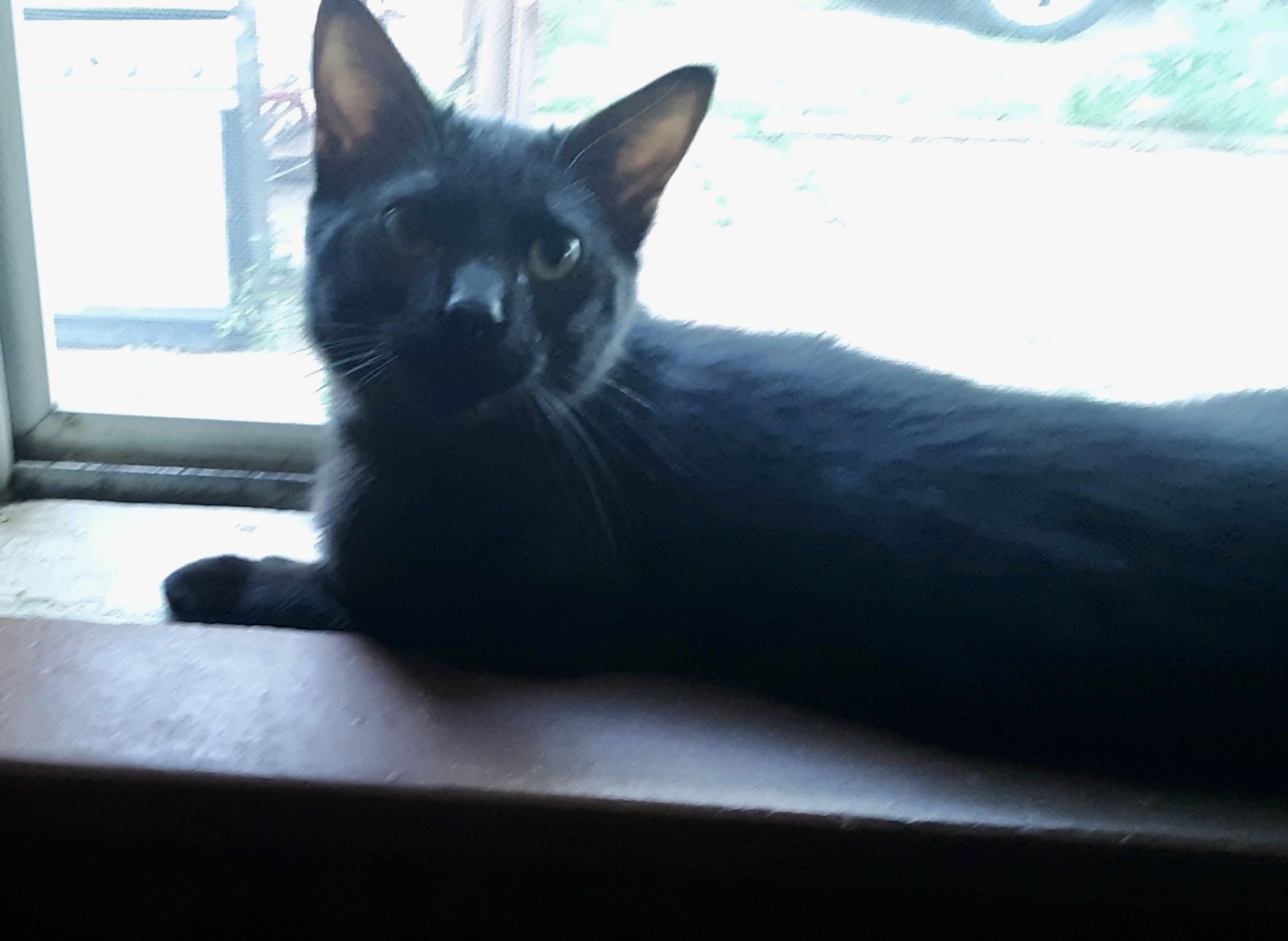 Enlarge Ignatius, a Adopted Domestic Short Hair in Cincinnati, OH image 1/6
