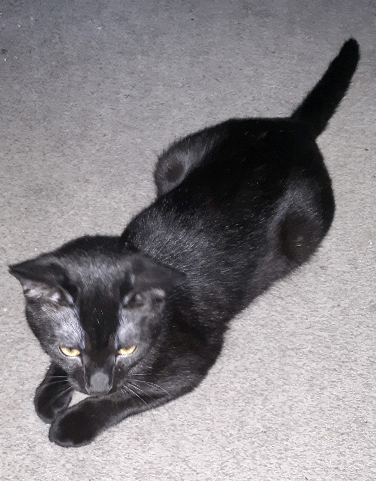 Enlarge Ignatius, a Adopted Domestic Short Hair in Cincinnati, OH image 2/6