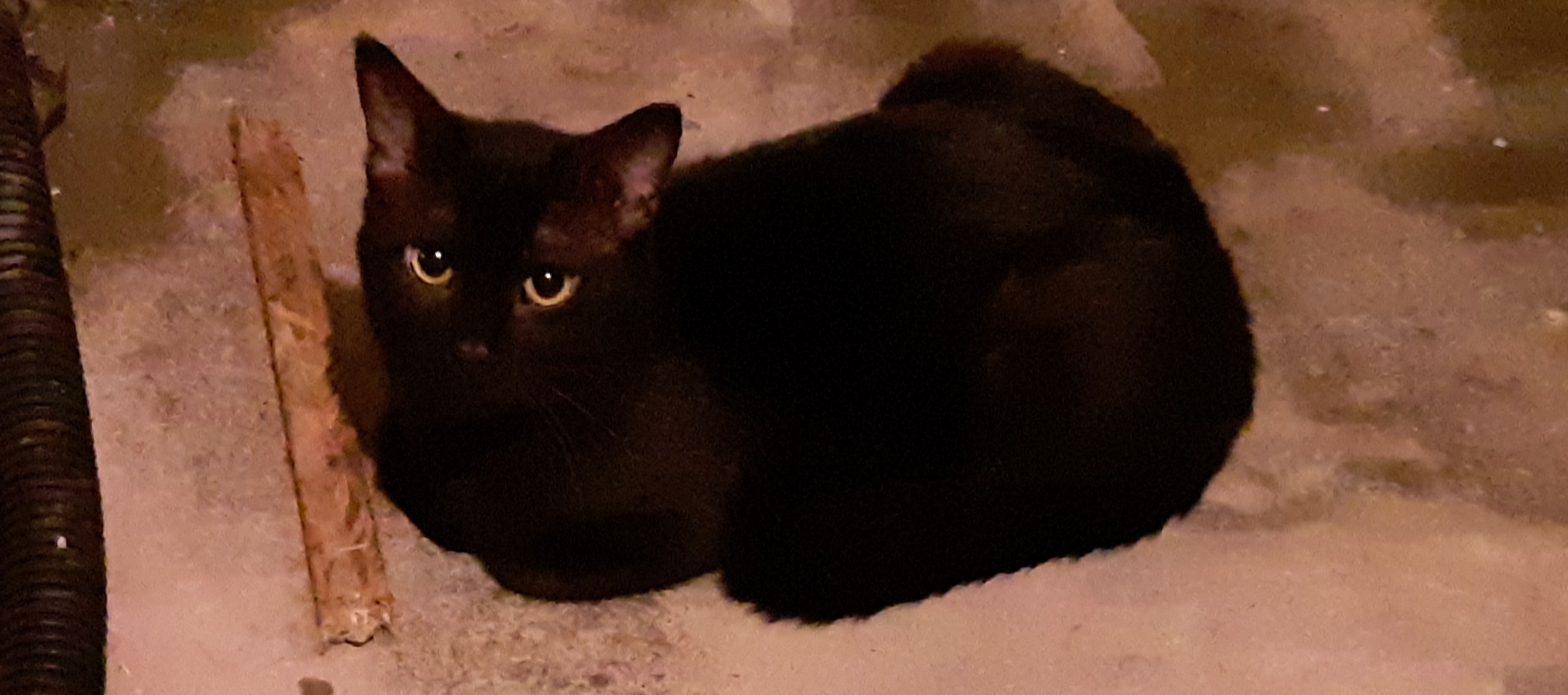 Enlarge Ignatius, a Adopted Domestic Short Hair in Cincinnati, OH image 3/6