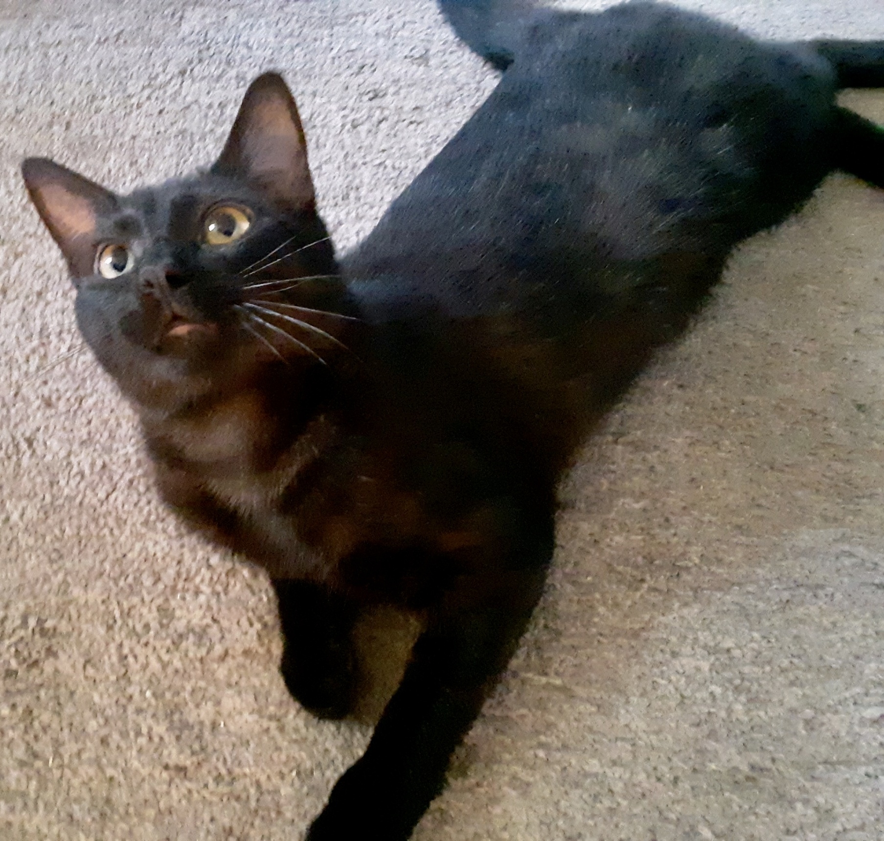 Enlarge Ignatius, a Adopted Domestic Short Hair in Cincinnati, OH image 4/6